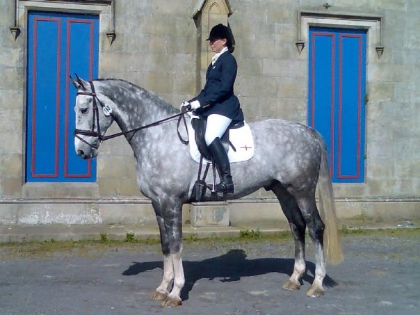 Dressage Horses